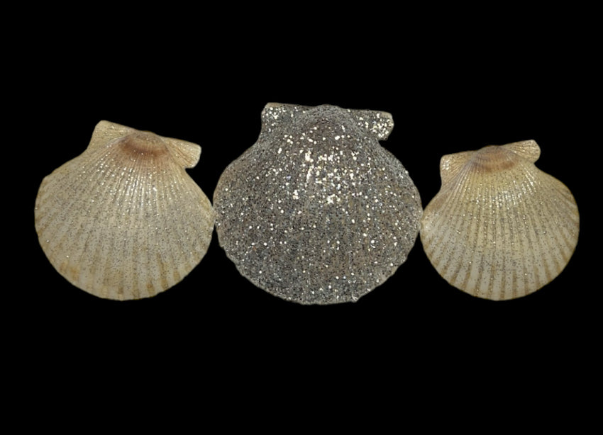 Glittery scallop shells